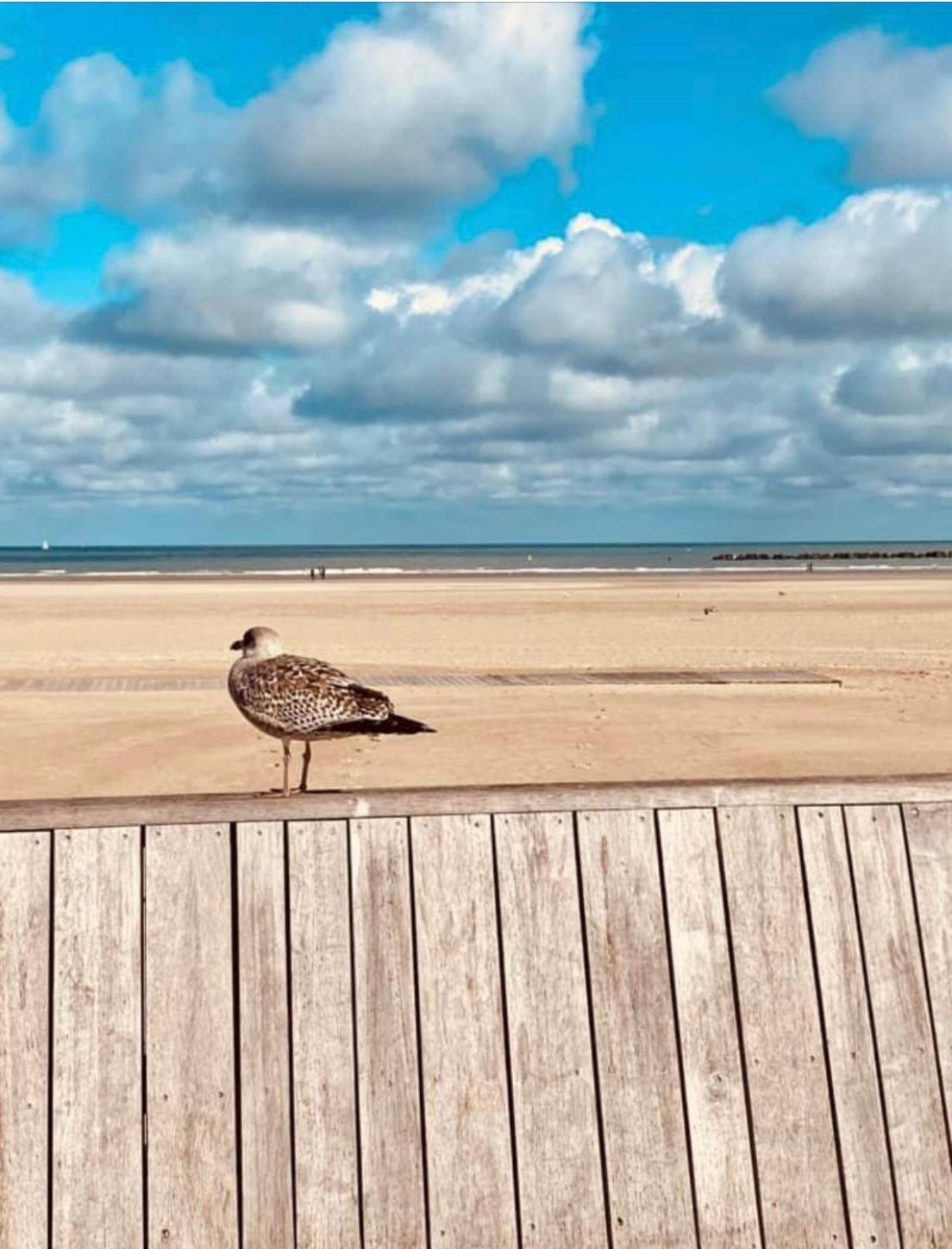 Appartement Sur La Plage De Malo Les Bains Vue Mer Dunkirk المظهر الخارجي الصورة